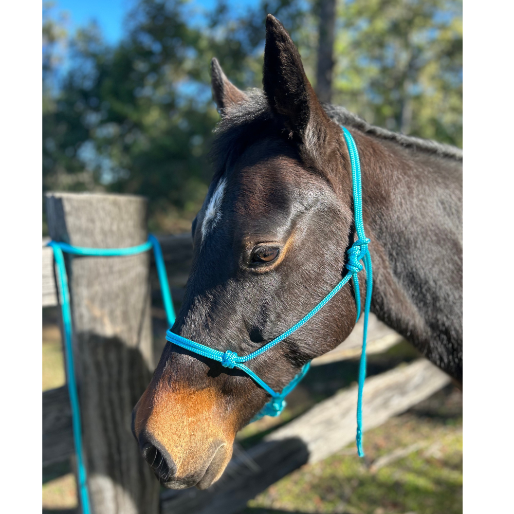 Bally Tack Rope Halter/Lead Combo- Turquoise