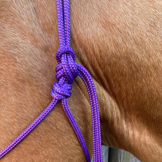 Purple_rope_halter_on_horse