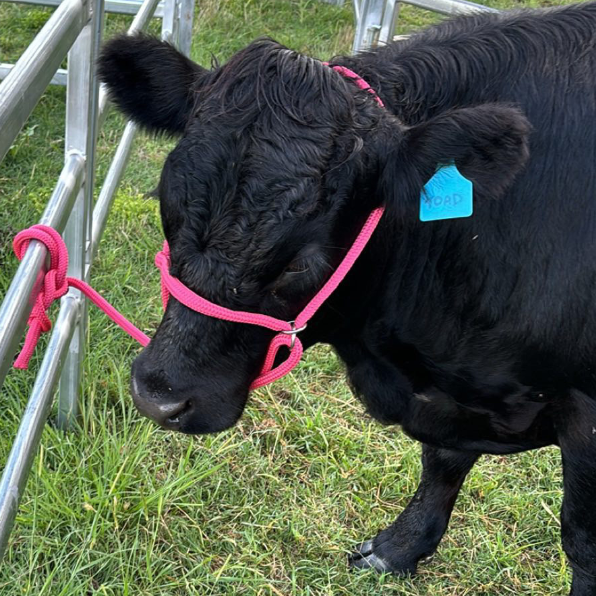 Cattle Collection