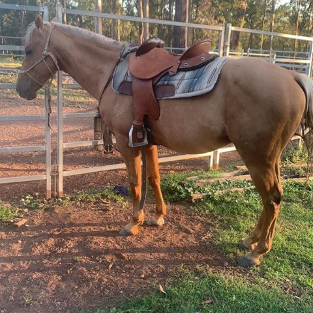 Bally Tack Leather Fender Saddle- Quinn