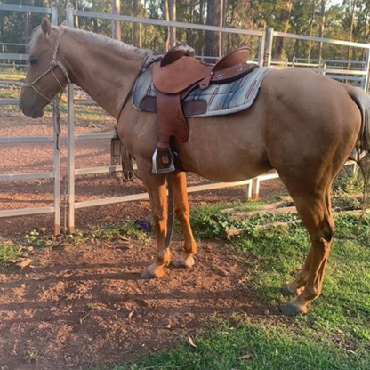 Bally Tack Leather Fender Saddle- Quinn