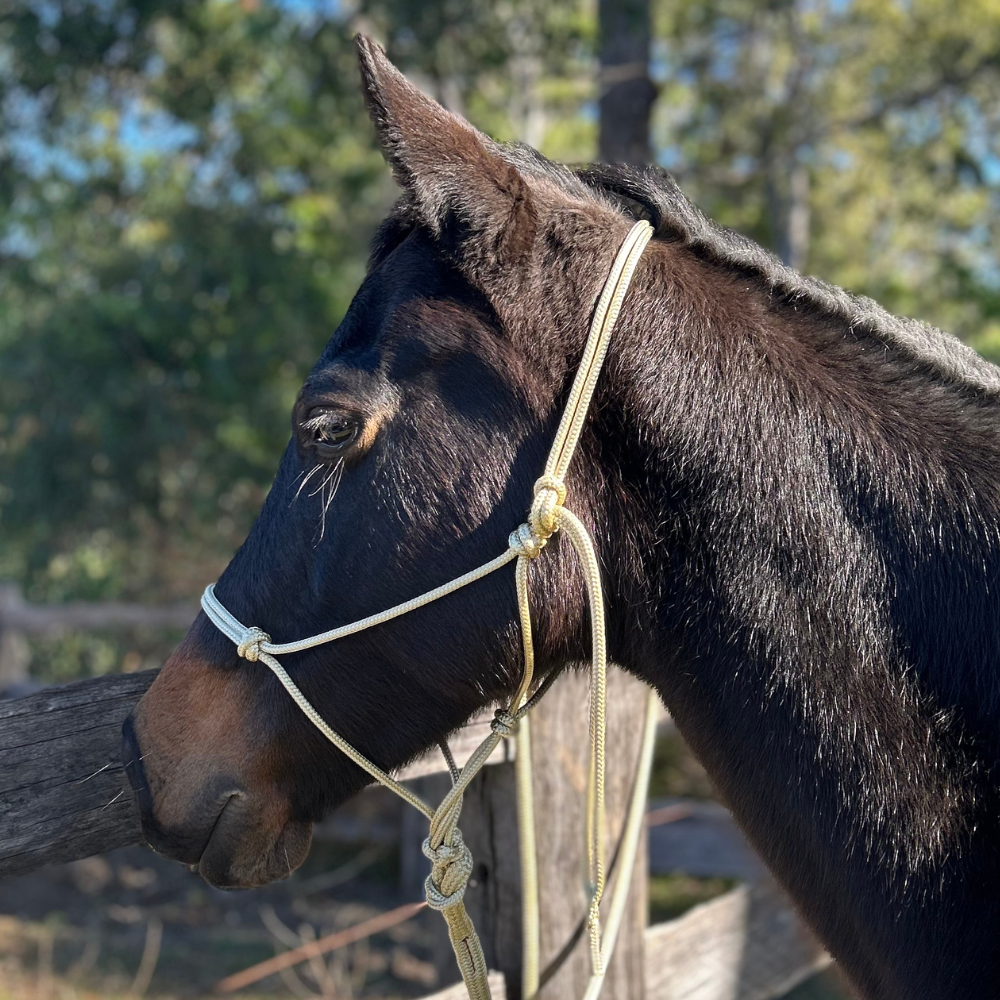 Cream_horse_rope_halter_lead