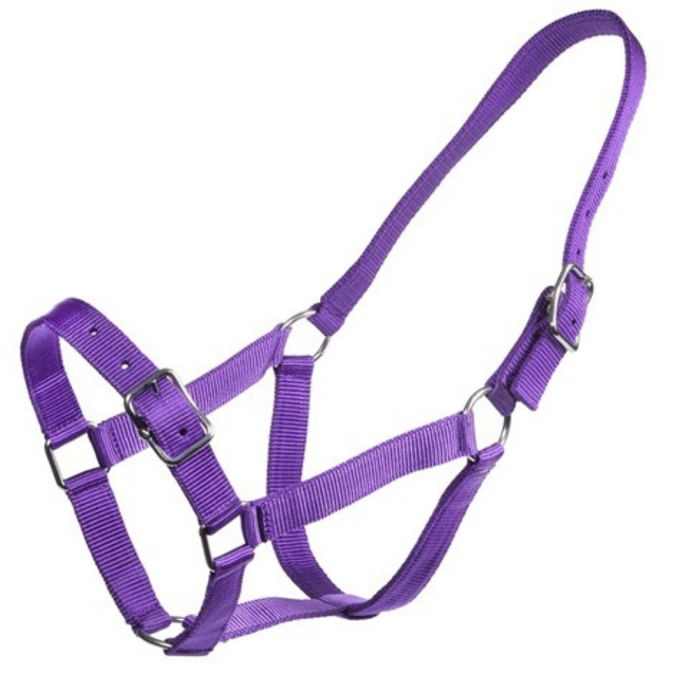 Rancher Webbing Halter-Purple