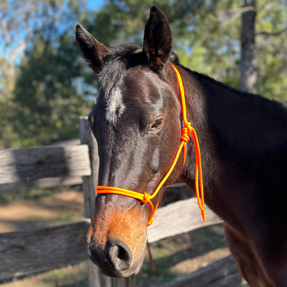 Rope_Horse_halter_lead_set_On_horse_orange