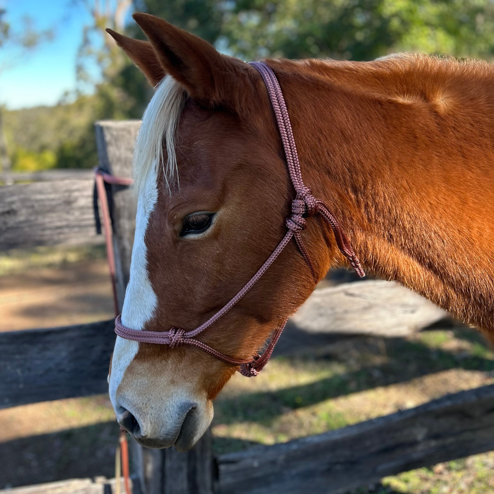Rope_Halter_lead_brown_8mm