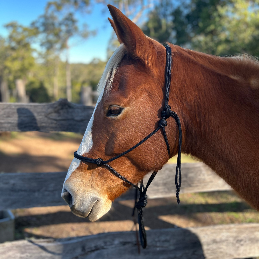 Bally Tack Rope Halter/Lead Combo-Black