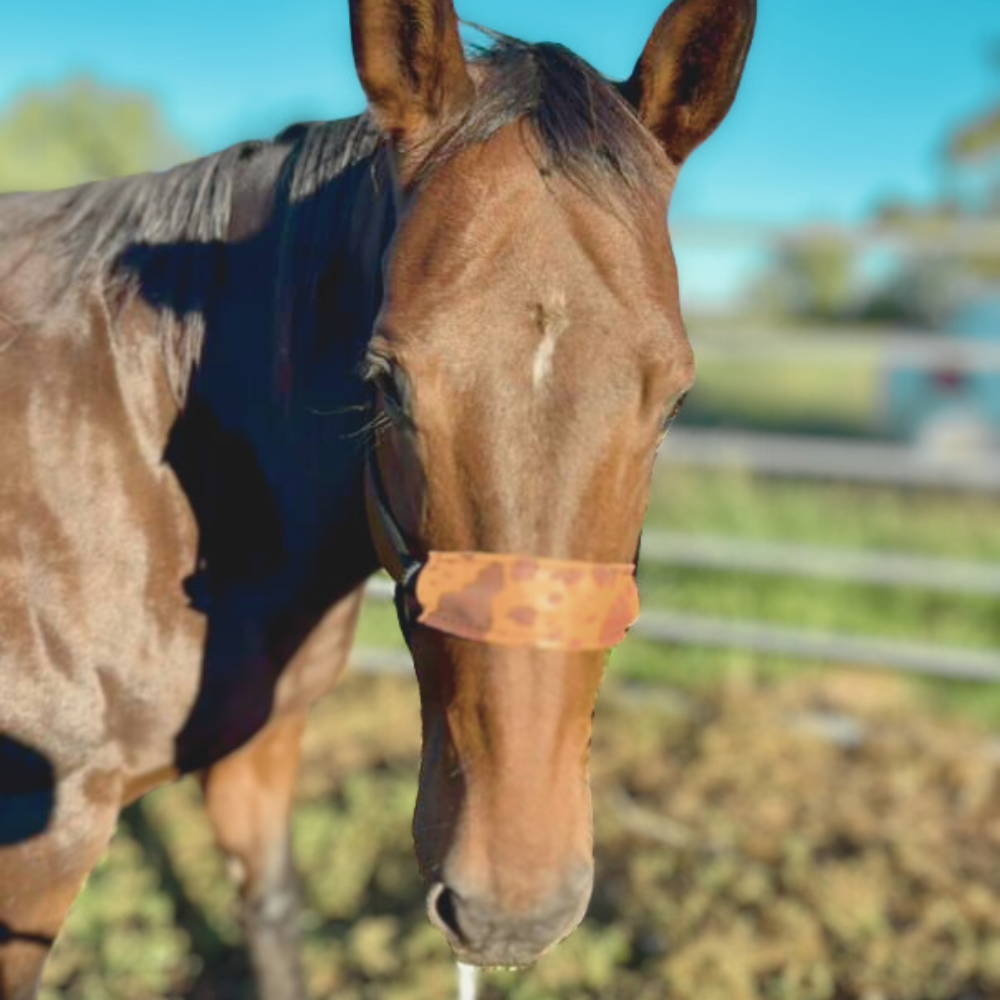 Bally Tack Gift Box-Cow Hide