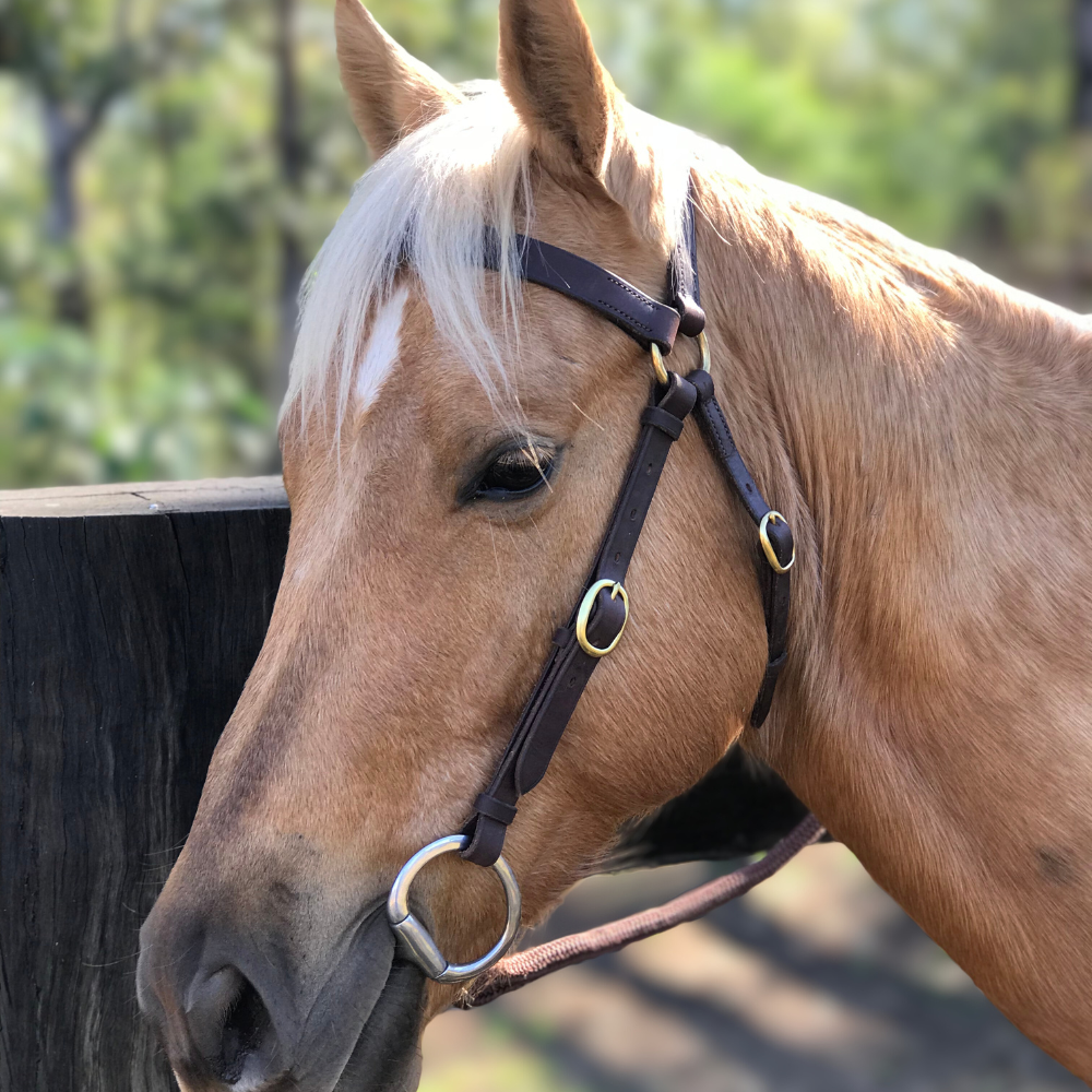 Bally Tack Leather Bridle- Quinn