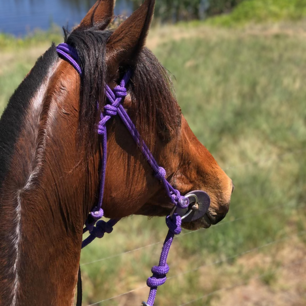 Bally Tack Rope Bridle - Purple