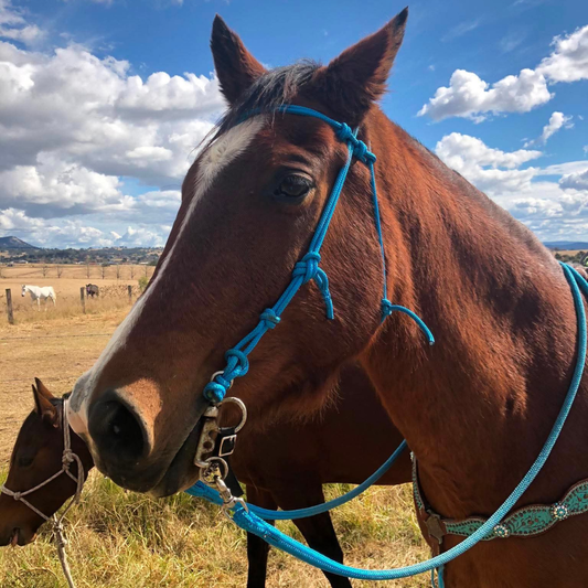 Bally Tack Rope Bridle - Sky Blue