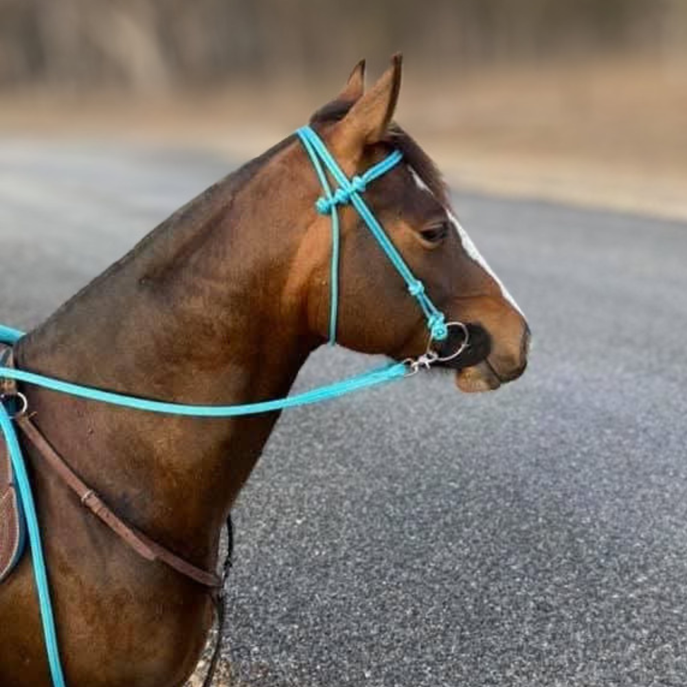 Bally Tack Rope Bridle - Turquoise