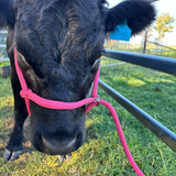 rope_cattle_halter_on_black_bull