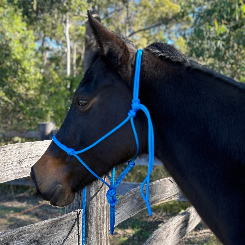 Bally Tack Rope Halter/Lead Combo- Sky Blue