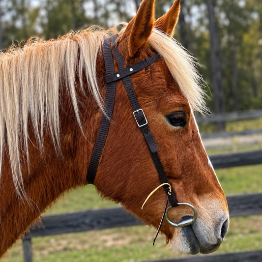 Bally Tack Web Western Bridle-Work