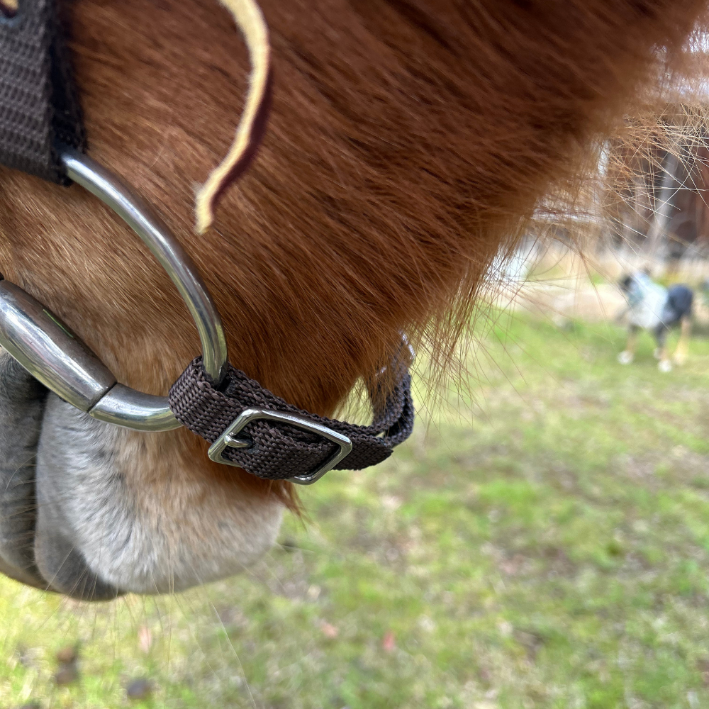 Bally Tack Web Chin Strap-Work