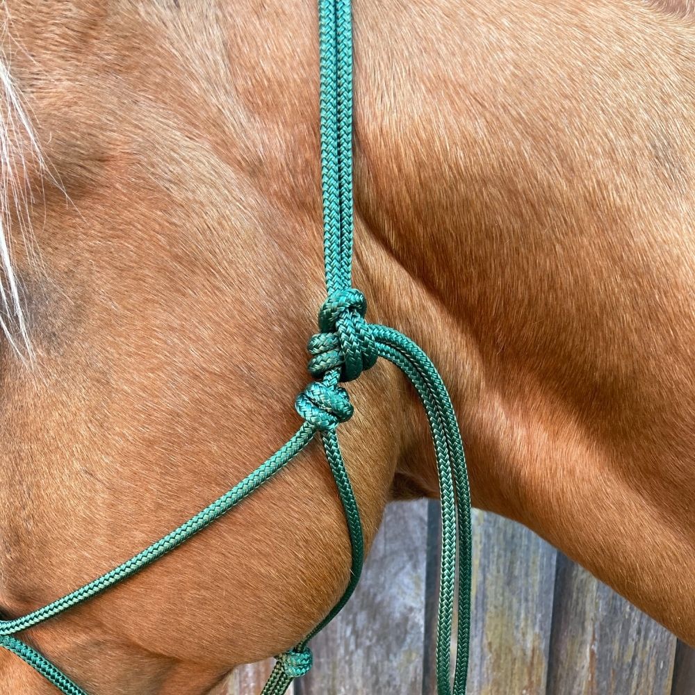 Green_rope_halter_on_horse