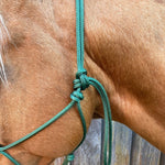 Green_rope_halter_on_horse