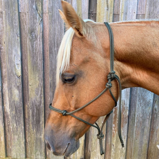 Olive_rope_halter_on_horse