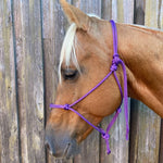 Purple_rope_halter_on_horse