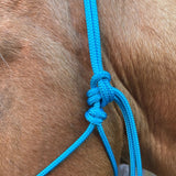 Turquoise_rope_halter_on_horse