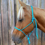 Turquoise_rope_halter_on_horse