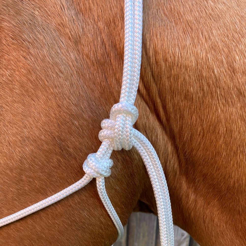 White_horse_halter_on_horse