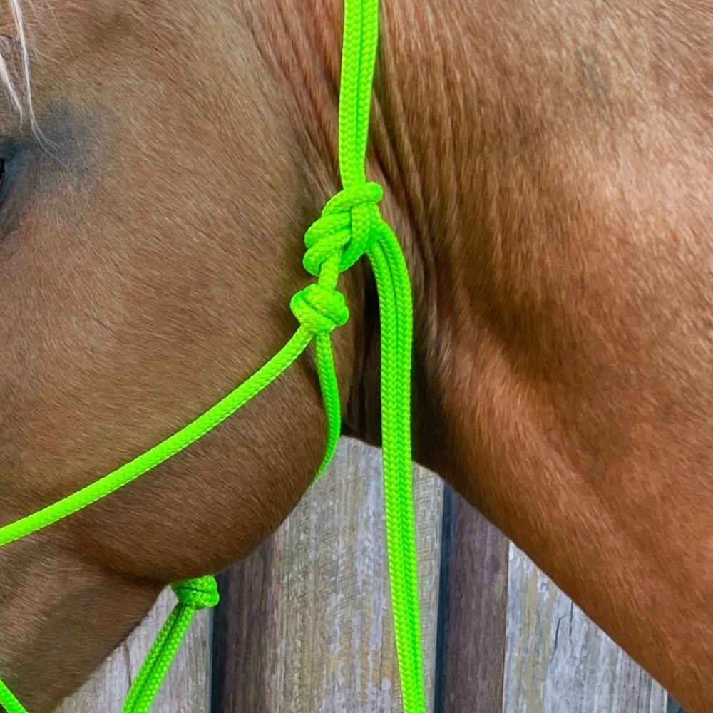 Limegreen_rope_halter_on_horse