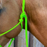 Limegreen_rope_halter_on_horse