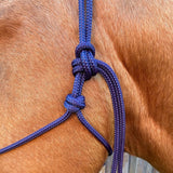 Navy_rope_halter_on_horse