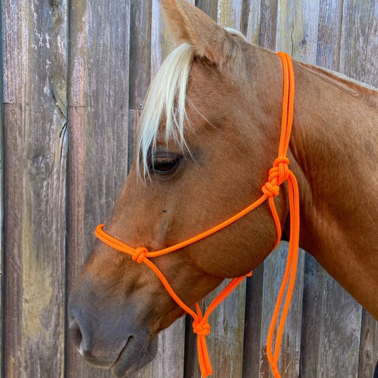 Orange_rope_halter_on_horse
