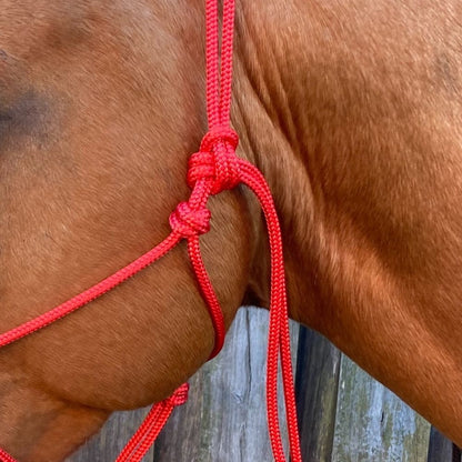 Red_rope_halter_on_horse