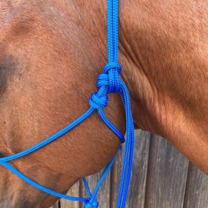 Skyblue_rope_halter_on_horse