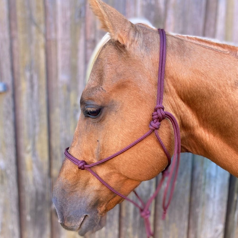 Wine_rope_halter_on_horse